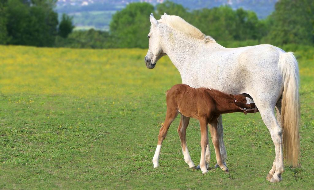 Neural cloud infrastructure with distributed processing nodes